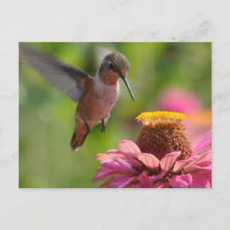Cartão Postal Hummingbird com Zinnias