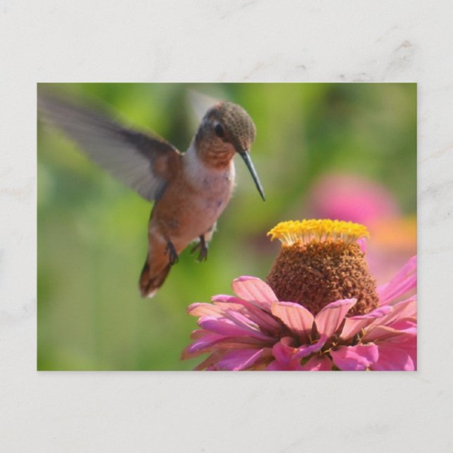 Cartão Postal Hummingbird com Zinnias (Frente)