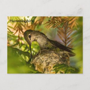 Cartão Postal Hummingbird constrói um ninho - Cartão-postal