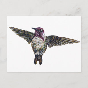 Cartão Postal Hummingbird da Costa
