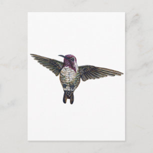 Cartão Postal Hummingbird da Costa