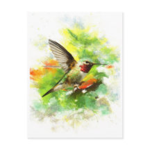 Hummingbird de cauda larga