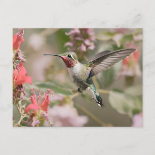 Cartão Postal Hummingbird de cauda larga em voo