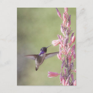 Cartão Postal Hummingbird de Costa charmoso