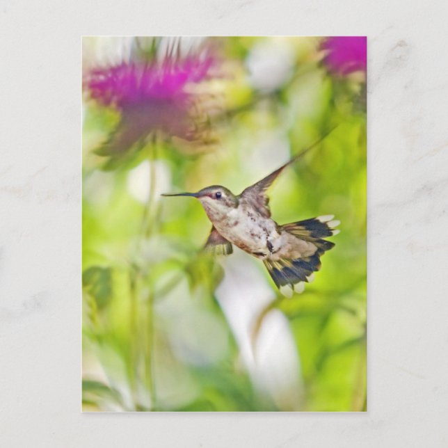 Cartão Postal Hummingbird e Bee Balm (Frente)