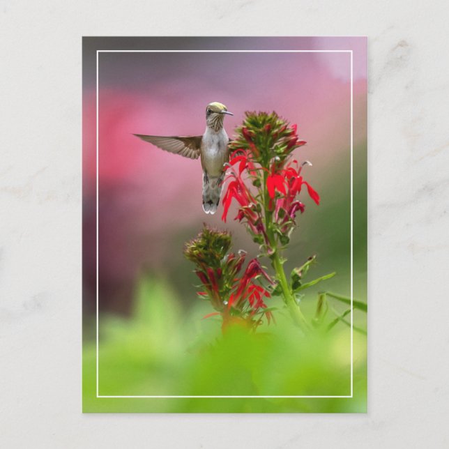 Cartão Postal Hummingbird E Flor Cardinal (Frente)