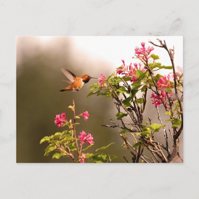 Cartão Postal Hummingbird e Flores (Frente)