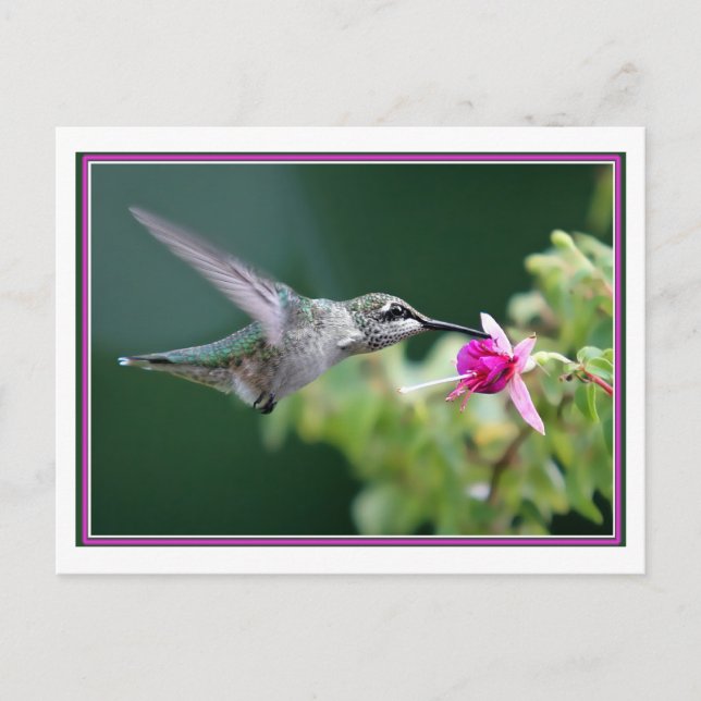 Cartão Postal Hummingbird E Fuchsia (Frente)