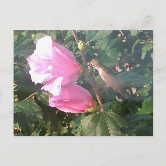 Cartão Postal Hummingbird e Rosa de Sharon (Frente)