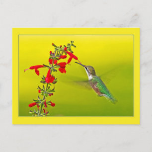 Cartão Postal Hummingbird e Salvia