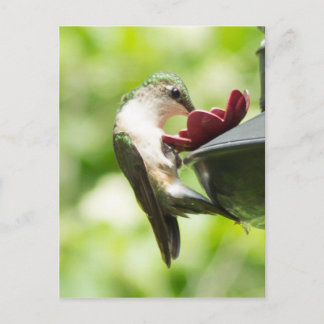 Cartão Postal Hummingbird Eating Postcard