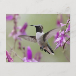 Cartão Postal Hummingbird em voo