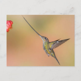 Cartão Postal Hummingbird em voo com espada