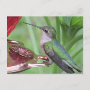Cartão Postal Hummingbird feeding Postcard