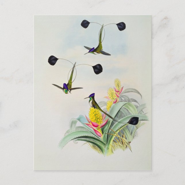 Cartão Postal Hummingbird, gravado por Walter e Cohn (Frente)