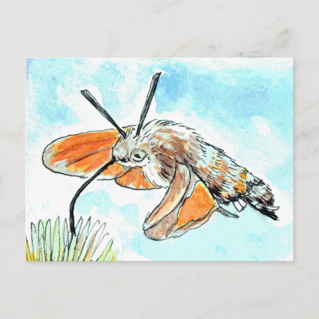 Cartão Postal Hummingbird Hawk Moth Painting (Frente)