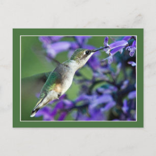 Cartão Postal Hummingbird Hover