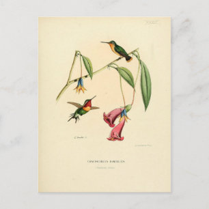 Cartão Postal Hummingbird, Ilustração de Aves, Arte de Aves, V