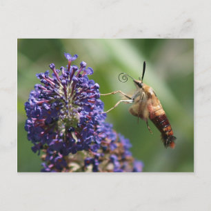 Cartão Postal Hummingbird Moth