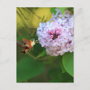 Cartão Postal Hummingbird Moth