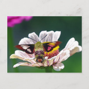 Cartão Postal Hummingbird Moth