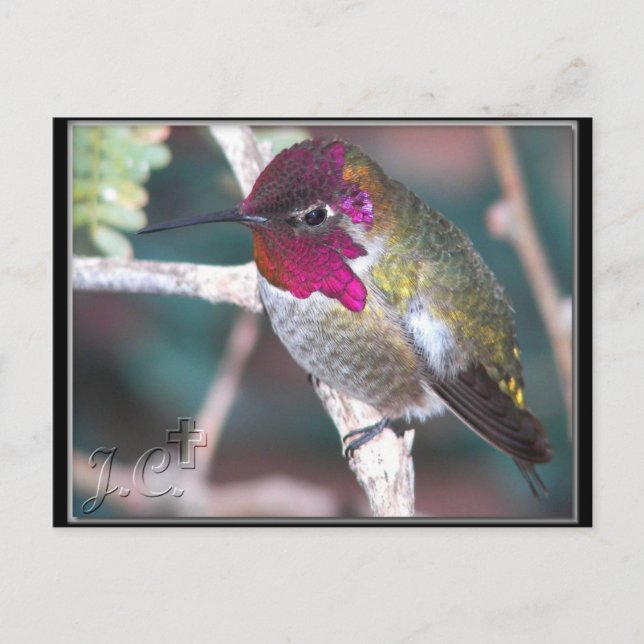 Cartão Postal Hummingbird no Quintal. (Frente)
