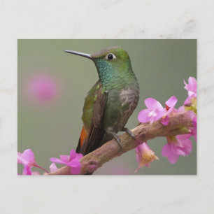 Cartão Postal Hummingbird no Resto
