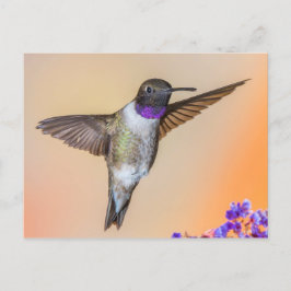 Cartão Postal Hummingbird Olhando para você Laranja e roxo