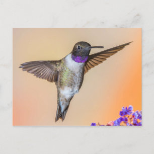 Cartão Postal Hummingbird Olhando para você Laranja e roxo