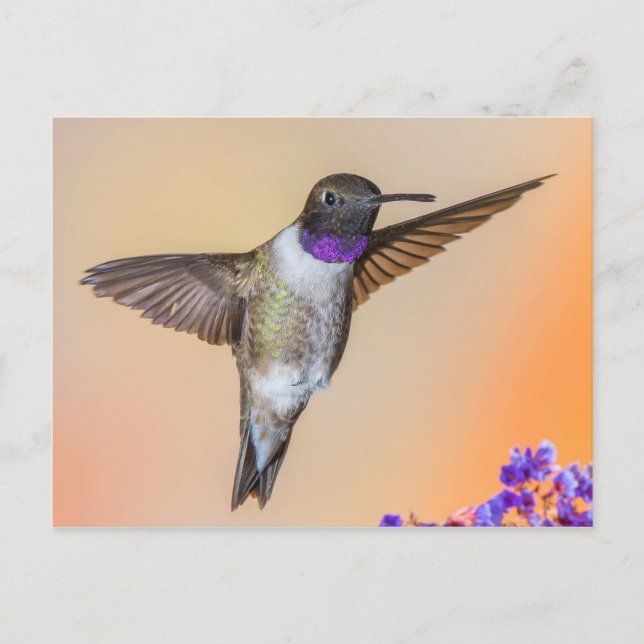 Cartão Postal Hummingbird Olhando para você Laranja e roxo (Frente)