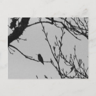 Cartão Postal Hummingbird Postcard