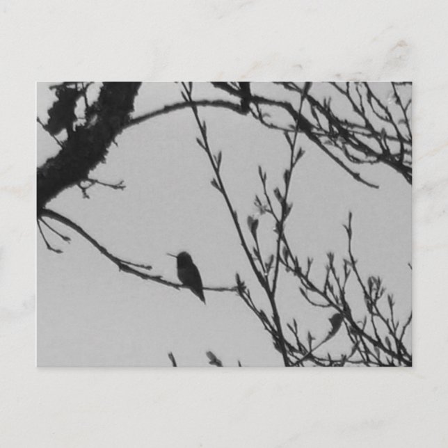 Cartão Postal Hummingbird Postcard (Frente)