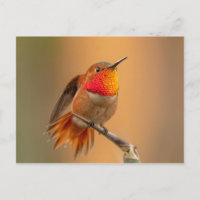 Hummingbird Rufo com Penas Desabafadas