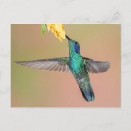Cartão Postal Hummingbird Verde Voando numa Flor Amarela