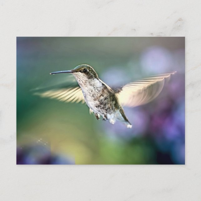 Cartão Postal Hummingbird Voando (Frente)