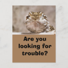 Cartão postal Humor Echse schaut herausforderand h