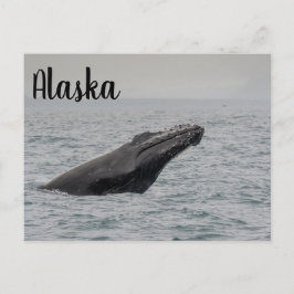 Cartão Postal Humpback Breach Alaska