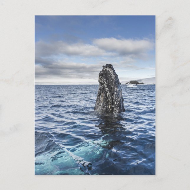 Cartão Postal Humpback Whale Spyhops | Hope Bay, Antarctica (Frente)