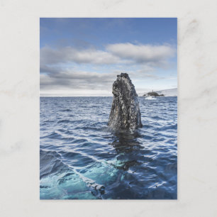 Cartão Postal Humpback Whale Spyhops   Hope Bay, Antarctica