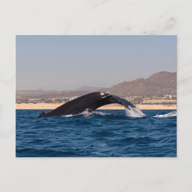 Cartão Postal Humpback Whales in Mexico (Frente)
