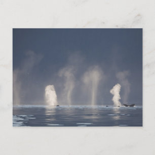 Cartão Postal Humpback Whales Megaptera novaeangliae)