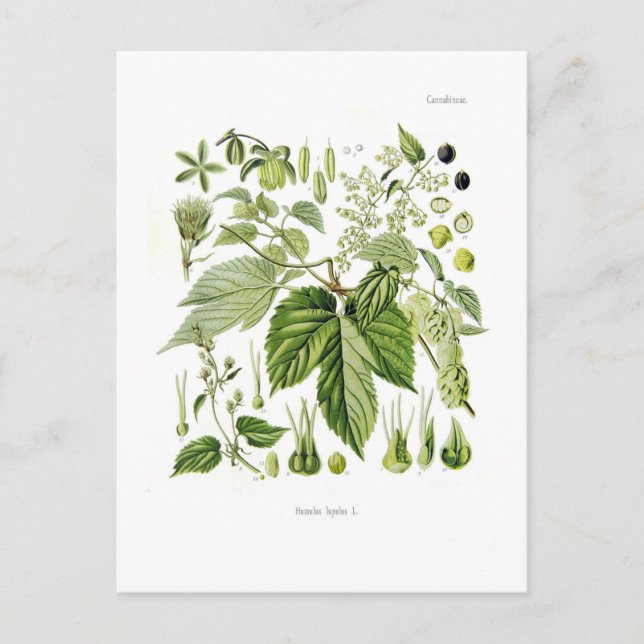 Cartão Postal Humulus lupulus (Salto) (Frente)