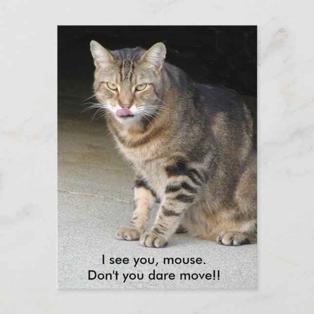 Cartão Postal Hungry Cat Post Card (Frente)