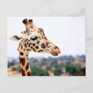 CARTÃO POSTAL HUNGRY GIRAFFE