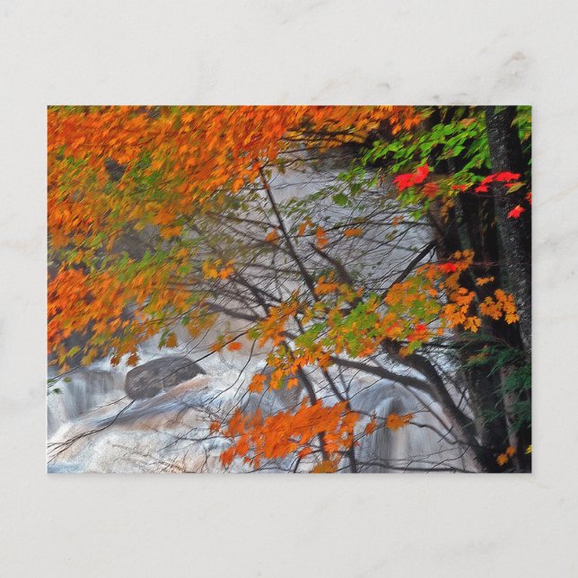 Cartão Postal Hunter Mountain Stream (Frente)