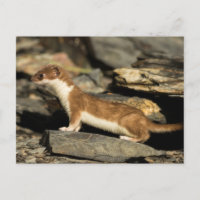 Hunting Weasel