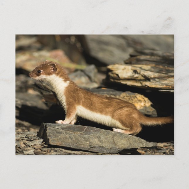 Cartão Postal Hunting Weasel (Frente)