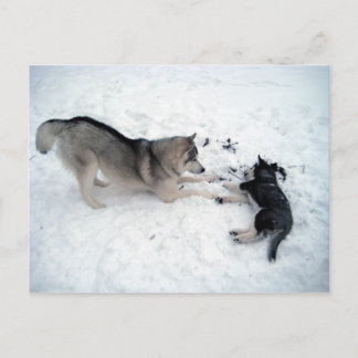 Cartão Postal Huskies Siberianos