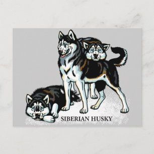 Cartão Postal husky siberiano