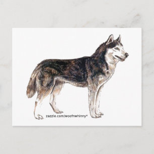 Cartão Postal Husky Siberiano!